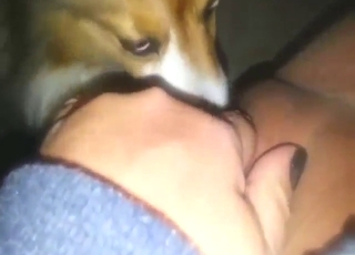 Beest