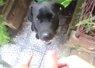 Black dog is going to lick this dude's yummy cock