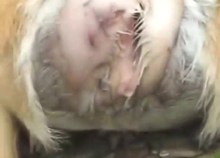 Dude wants to slide his cock in a deer's hole