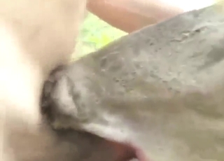 Dude wants to slide his cock in a deer's hole