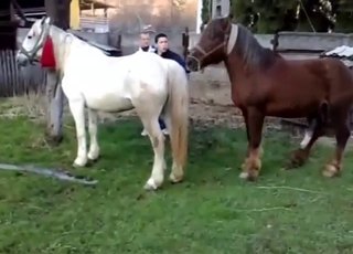 Voyeur recording horses fucking hard, zoophile watching intense action