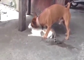 Doggo drilling that cat's hot pussy from behind