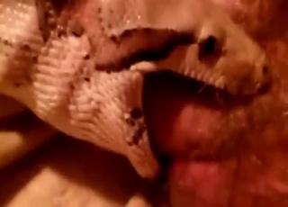 Zoo porn with snakes just feels so fucking taboo