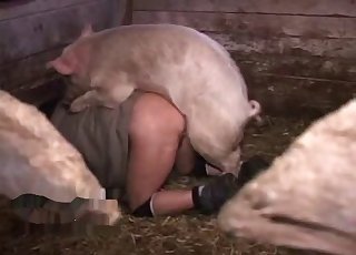 Sexy pig got nicely fucked by a freaking violator