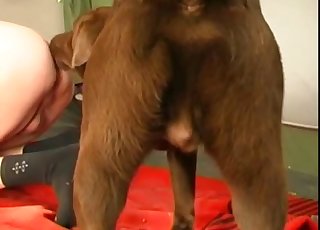 Sexy doggy and a horny chick are enjoying dirty bestiality