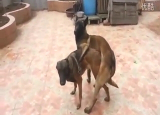 Slim dogs fucking each other with real lust