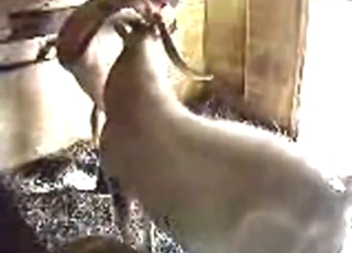 Farm animals recorded by a hidden cam in zoo porn