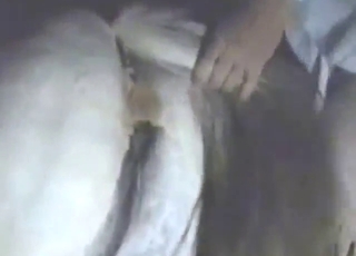 Boyfriend faz romance com cavalo, sexo intenso e apaixonante, detalhado e realista, 8k