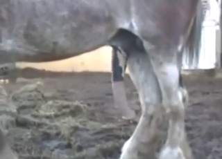 Zoo porn with a stallion showing its juicy cock