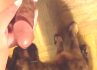 Nice video with a cat that worships his boner