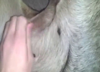 Zoo porn shows wild fingering, hot orgasms