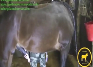 Brown stallion wants to show off appealing body