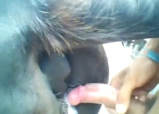 Guy with a big white cock fucks a black mare