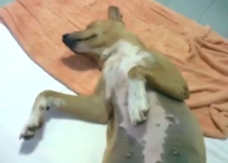 Scena di sesso missionario con una cagna puttana, passione animale e texture dettagliata