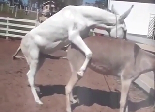 Latinske dyr fucking hinanden i det offentlige rum med passion og sved