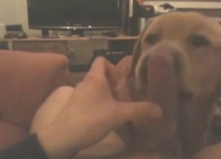 Adorable dog is going to lick that dick in POV