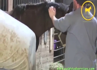 Otroffentlig rävlingssession för häst, passion och glans