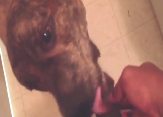 Nụ hôn môi từ chó xảy ra đúng lúc, tạo nên khoảnh khắc lãng mạn và đầy cảm xúc.