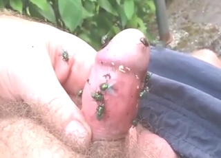 Cock reeks of sh** and flies enjoy that a lot
