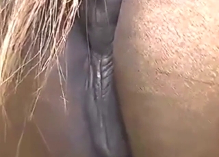 Mare with a big wet pussy fucks a large human cock