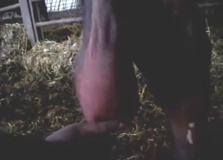 Incredible ball play in POV with a hung bull