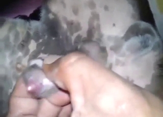 抚摸狗的男子在镜头前展示他的手淫技巧，动作娴熟流畅，充满魅力。