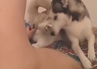 Bestialie Sex mit einem ängstlichen Hund und einem Typen