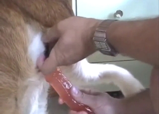 Saint Bernardens hål används till leksakslek idag med mjuk textur och passionerad stämning