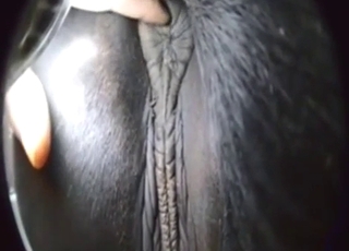 Schwarzes Pony mit großer Pussy genießt das Reiben