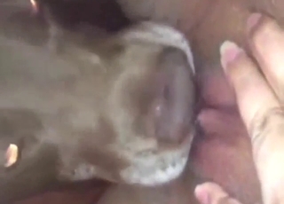 Sexy-looking and super-skilled dog licks her