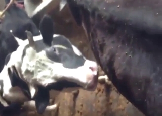 Cow fucking session with close-ups and orgasms