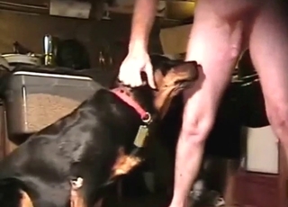سكس حيوان مع كلب أسود يأخذ قضيبا جميلا