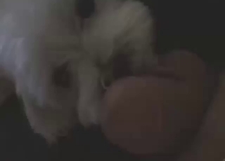 Zoo XXX: een sexy hond likt het lid, intieme close-up met glanzende textuur en passie.