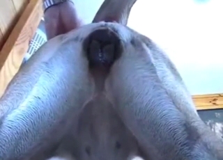 Un bel homme baise une chienne érotique avec passion