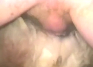 Besta marrom abre as pernas para ser fudida fundo