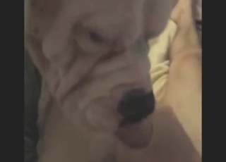POV zoo xxx film met een witte hond die hartstochtelijk likt en kust.