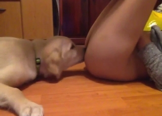 Insane zoophile porn with a pussy getting licked