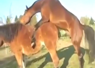 Udendørs scene viser heste der trænger dybt ind med vild passion og kraft