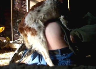 Knotting ass doggystyle, warm en nat, dierenpassie in actie
