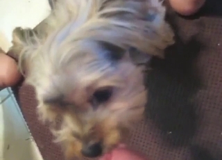 Well-behaved dog now is trained to lick dick