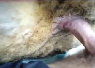 Sheep fuck in a bestiality sex scene in HQ