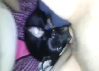 Sort hund elsker zoosex: mundtlig nydelse i HQ