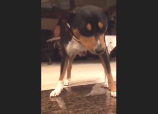 Hott zopornfilm som kulminerar i en hårdhandgreppning av djuret