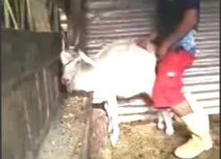 सफेद बकरी गहरे डॉगीस्टाइल में आराम कर रही है