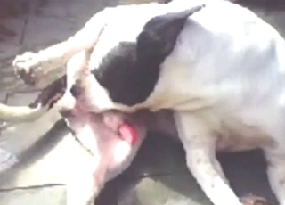 Solo Pitbull sucking his own penis for fun
