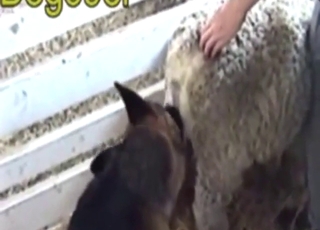 Ovca dostane sex od psa v chaotickom filme s detailnou textúrou a vlhkým leskom
