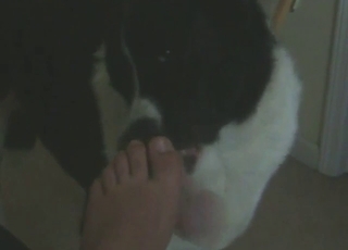 मूंगिया चूसने वाला जानवर अपनी इच्छाएं स्पष्ट करता है