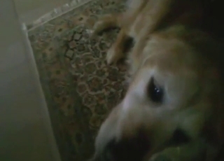 Kutta POV scene mein khubsurat lund chaat raha hai aur awaazein nikal rahi hain