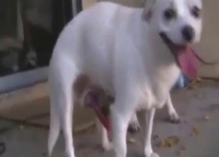 白い犬が喜ぶ、ゾオフィール必見の美しい交尾シーン、濡れた舌と光る肌、深い愛情
