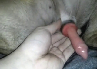 Η πορνό zoophile με ένα σκύλο που του βγάζουν